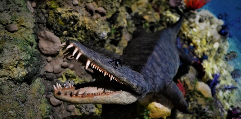 Zdjęcie ze zbiorów Muzeum Nauk o Ziemi Uniwersytetu Śląskiego