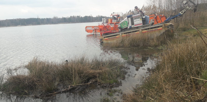 Start koszenia wywłócznika przesunięto na 16 maja. Fot. Archiwum UG