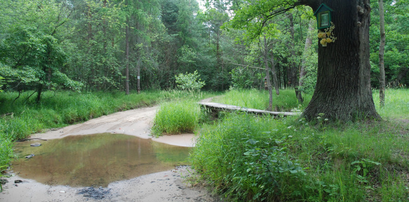 Piaszczysty bród i kładka, którą wezbrane wody rzeki zniosły kilkanaście metrów w dół nurtu. Stanica ma powstać obok wiekowego dębu, w miejscu, gdzie teraz znajduje się wiata. Fot. Jarosław Myśliwski 