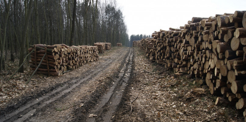 O ile wzrosną wycinki w Nadleśnictwie Brynek? Fot. Archiwum Gwarka 