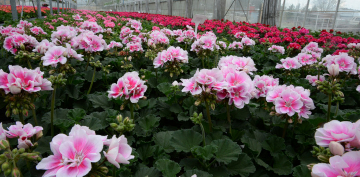 Przepis na piękne kwiaty. Jak wybrać dobry nawóz? Podpowiada Marek Wojewodzic