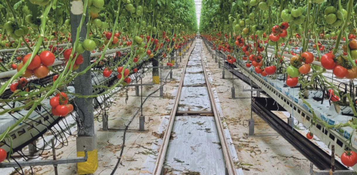 Dobry pomidor to miękki pomidor - mówi Łukasz Karaś, hodowca z Tarnowskich Gór