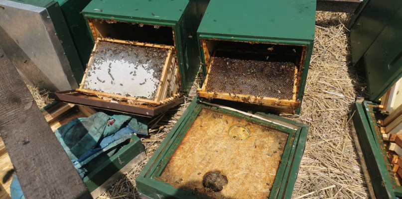 Zniszczona pasieka. Fot. Archiwum czytelnika