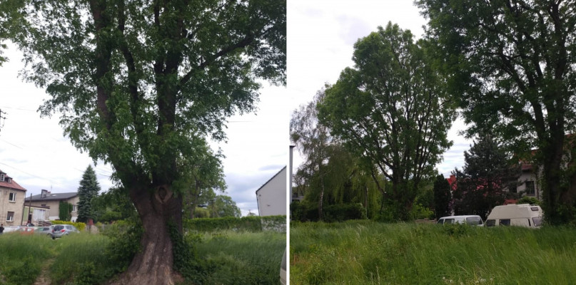 Dwa jesiony przy ul. Kościuszki w Zbroslawicach. Fot. Archiwum prywatne 