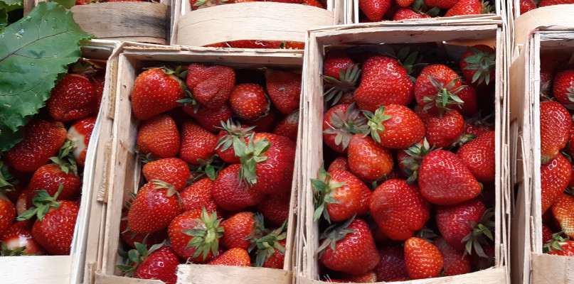 Akcję zbierania truskawek zaplanowano na dziś i może jutro. Fot. Archiwum Gwarka