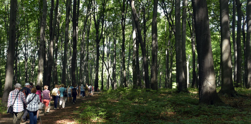 W granicach „Segietu” znajduje się las bukowy, porastający stare wyrobiska kopalniane na jednym z najwyższych wzniesień Garbu Tarnogórskiego – Srebrnej Górze.Fot. Urząd Miejski w Bytomiu