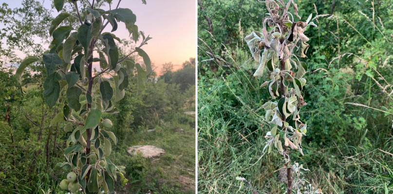 Piękna z Rept - po lewej drzewko w dobrej kondycji, po prawej w gorszej.  Fot. Archiwum J. Kosmały