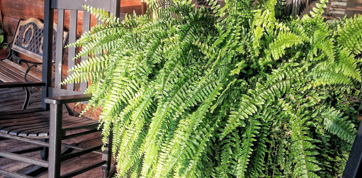 O roślinach, które oczyszczają powietrze