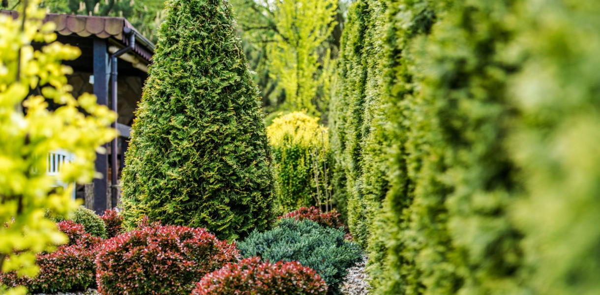 Tuja weszła nam w krew