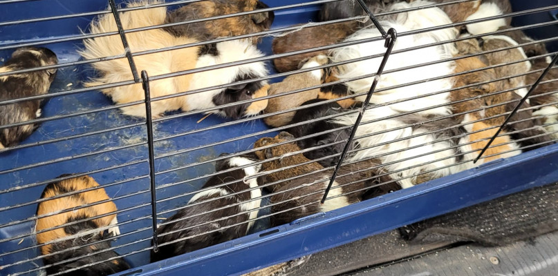  Pod opiekę Towarzystwa Opieki nad Zwierzętami w Radzionkowie trafiło m.in. 60 świnek morskich. Fot. Archiwum TOZ