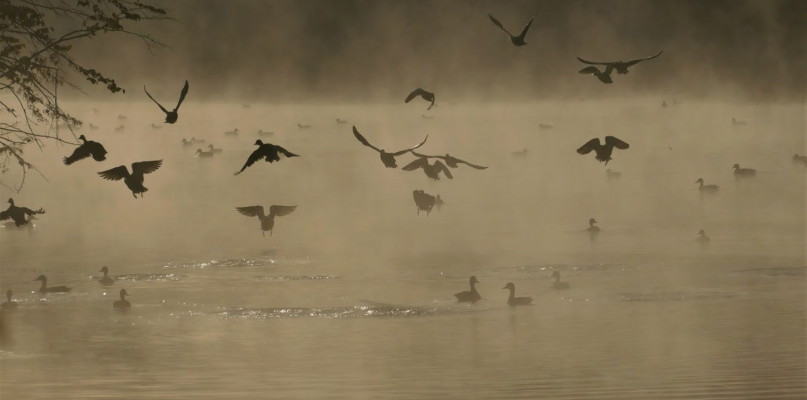 Stawy hodowlane w Kośmidrach. To tu urządzane są polowania na ptactwo. Fot. Dzięki uprzejmości M. Bednarek