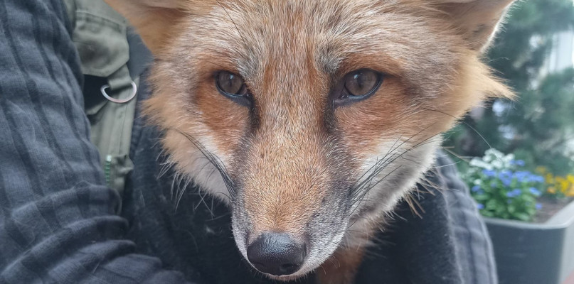 Czy ruchliwa ul. Krakowska to miejsce dla lisa? Fot. Archiwum czytelniczki