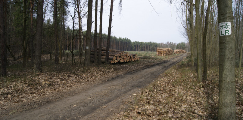 Efekt oporu to o wiele mniej drzew przeznaczonych do wyrębu. Zdjęcie poglądowe, Alicja Jurasz