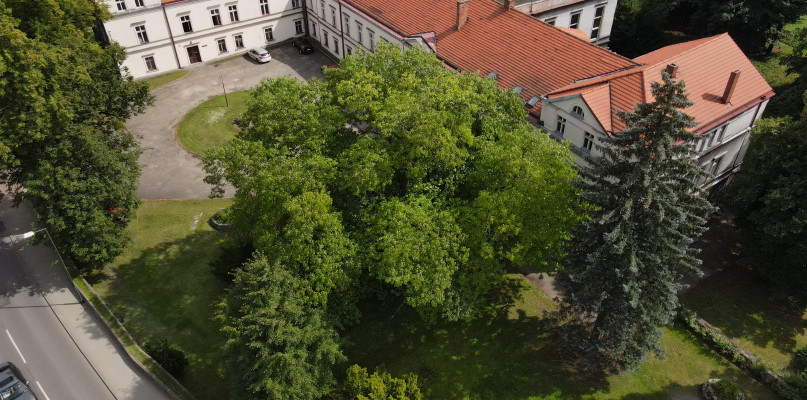 Imponujących rozmiarów korona dębu czerwonego, który rośnie przed Zespołem Szkół Artystyczno-Projektowych w Tarnowskich Górach. Fot. Jarosław Myśliwski