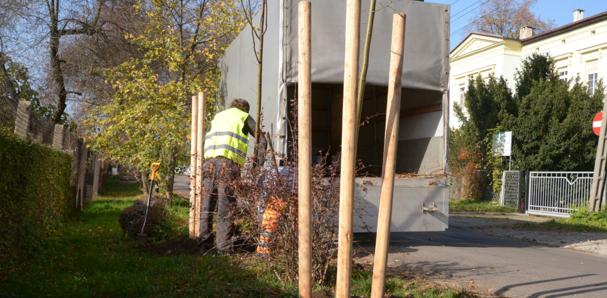 Tarnowskie Góey. W środę w ubiegłym tygodniu sadzono młode lipy, które uzupełniają ubytki alei lipowej. Fot. Jarosław Myśliwski