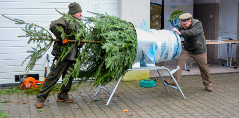 Sprzedaż choinek. Fot. Nadleśnictwo Elbląg 