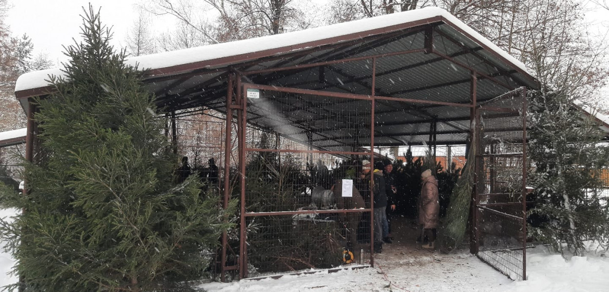 Fot. A. Kiedos, Nadleśnictwo Świerklaniec