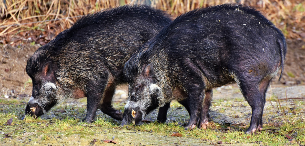 Zdjęcie ilustracyjne. Fot. pixabay.com