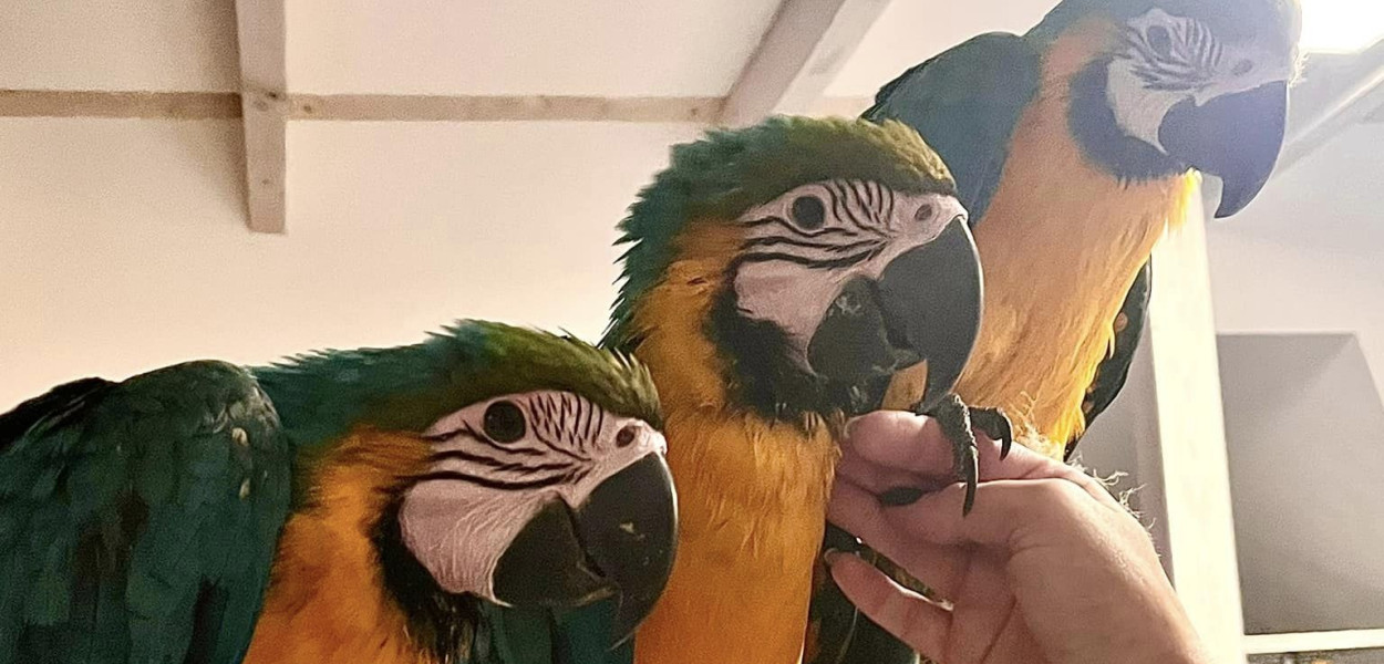 W przypadku niektórych, tych znajdujących się np. na listach gatunków, którym grozi wyginięcie, zaświadczenie pochodzenia jest dokumentem sygnowanym przez odpowiednie władze państwowe. Fot. Grzegorz Rakosz