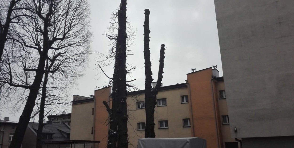 Przycięte kasztanowce przy ul. Zamkowej. fot. Agnieszka Reczkin