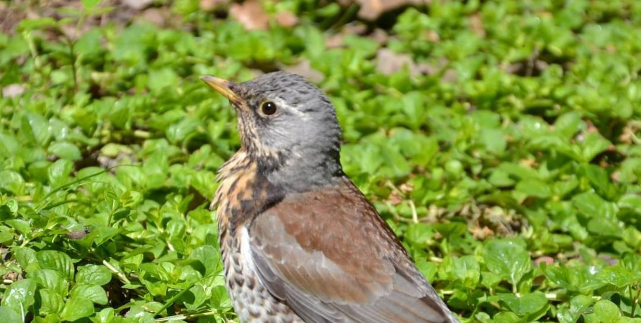 Kwiczoł (Turdus pilaris) - podlot. Takie młode podloty będziemy mogli obserwować w czerwcu. Nie zabierajmy ich rodzicom. Pomimo tego, że przebywają poza gniazdem, pozostają pod ich czujną opieką. Fot. Archiwum Szymona Kusia