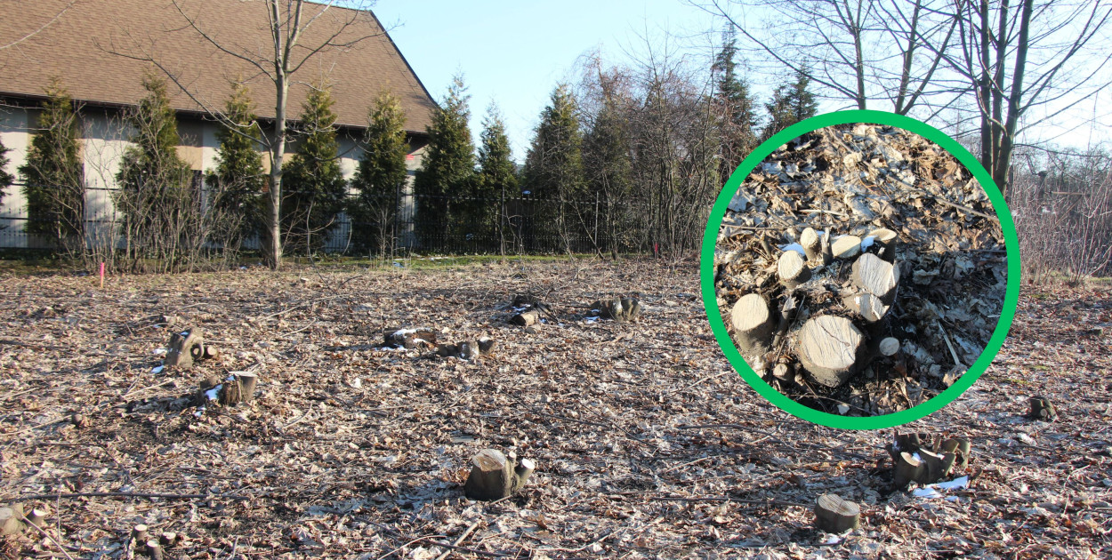 Zsumowano obwody kilku drzew. Fot. Alicja Jurasz