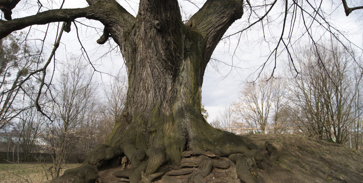 Lipa przy ul. Wyszyńskiego. Fot. Alicja Jurasz