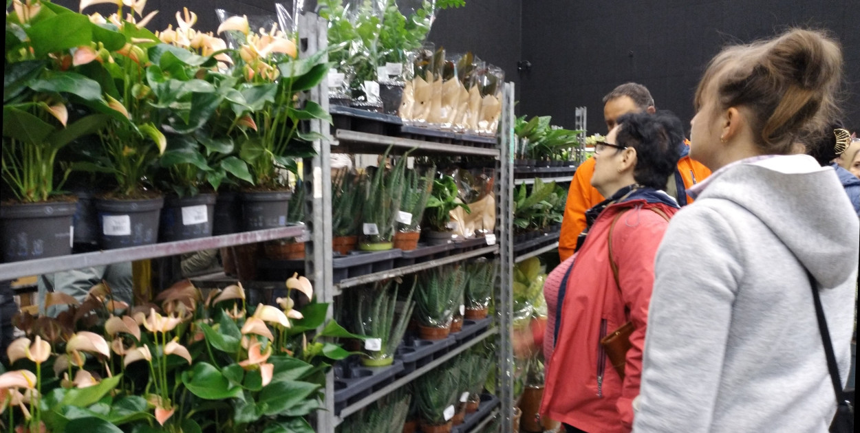 Tłumy klientów na Festiwalu Roślin. Ogromny wybór kwiatów