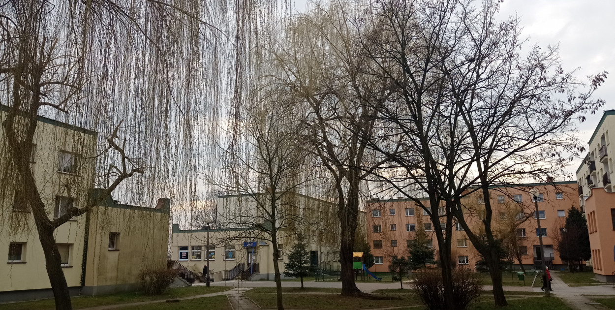 Wierzby przy ul. Łotewskiej. Fot. Alicja Jurasz