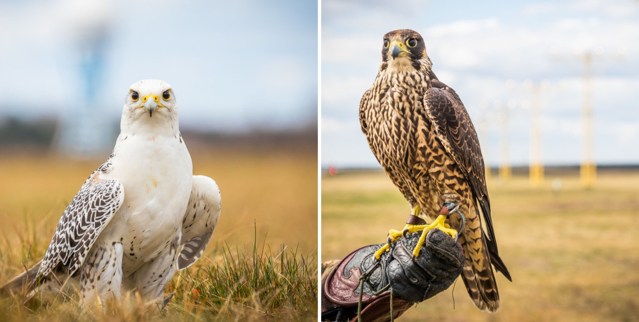 Fot. Piotr Adamczyk/Katowice Airport