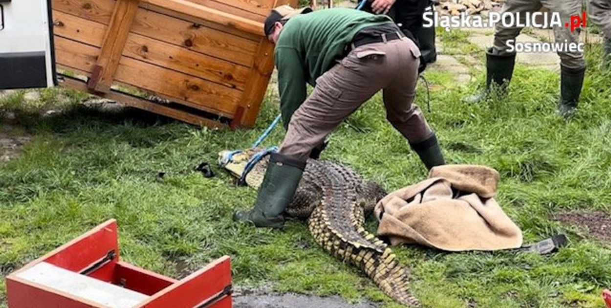 Krokodyl odłowiony w Sosnowcu. Fot. Archiwum policji w Sosnowcu 