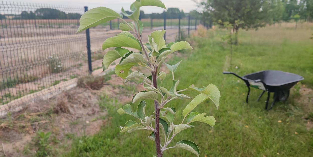Tarnowskie Góry. Posadzą 300 drzew, w tym 100 sadzonek Pięknej z Rept 