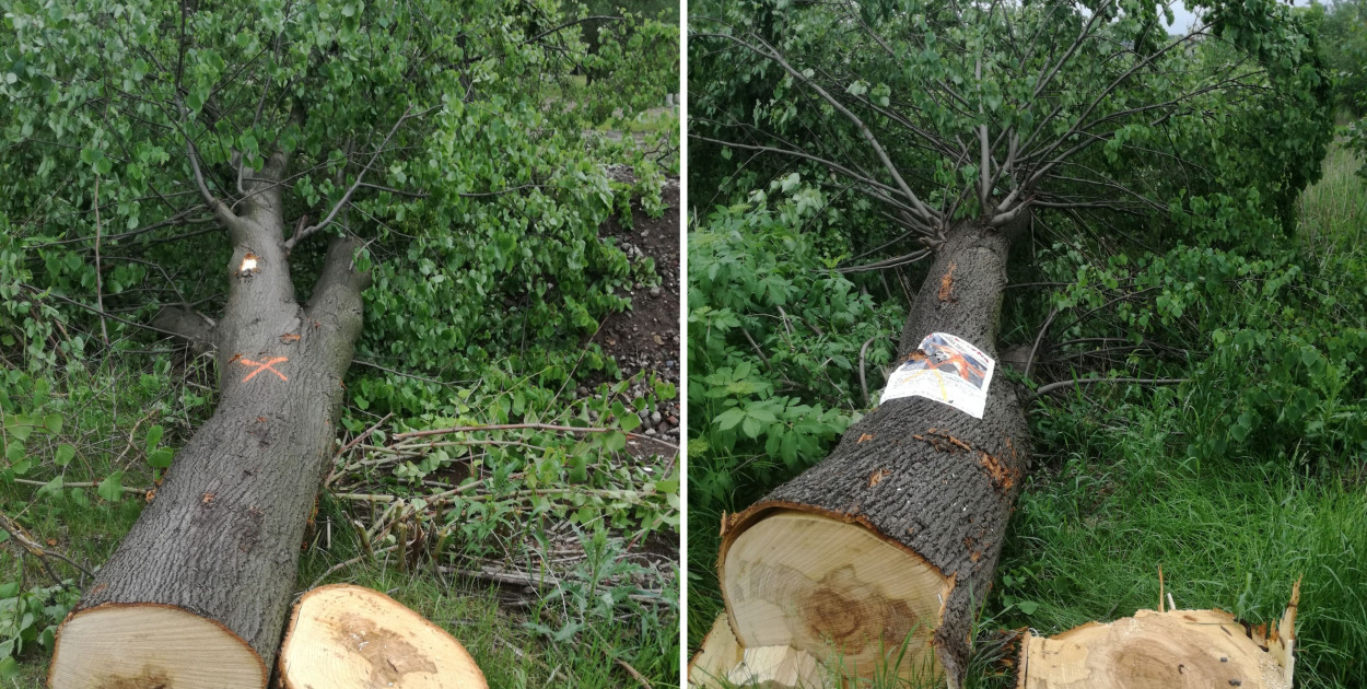 Wycinka drzew w Wieszowie. Fot. Archiwum prywatne 