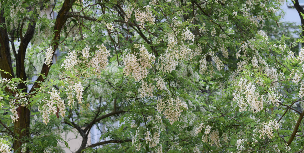 Kwiaty robinii przyciągają pszczoły. Fot. Jacek Tarski