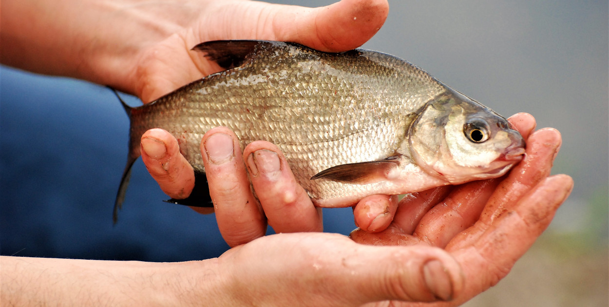 Ichtiopark w Kaletach otwarty. Wędkowanie za darmo, ale nie dla wszystkich. Fot. Jarosław Myśliwski