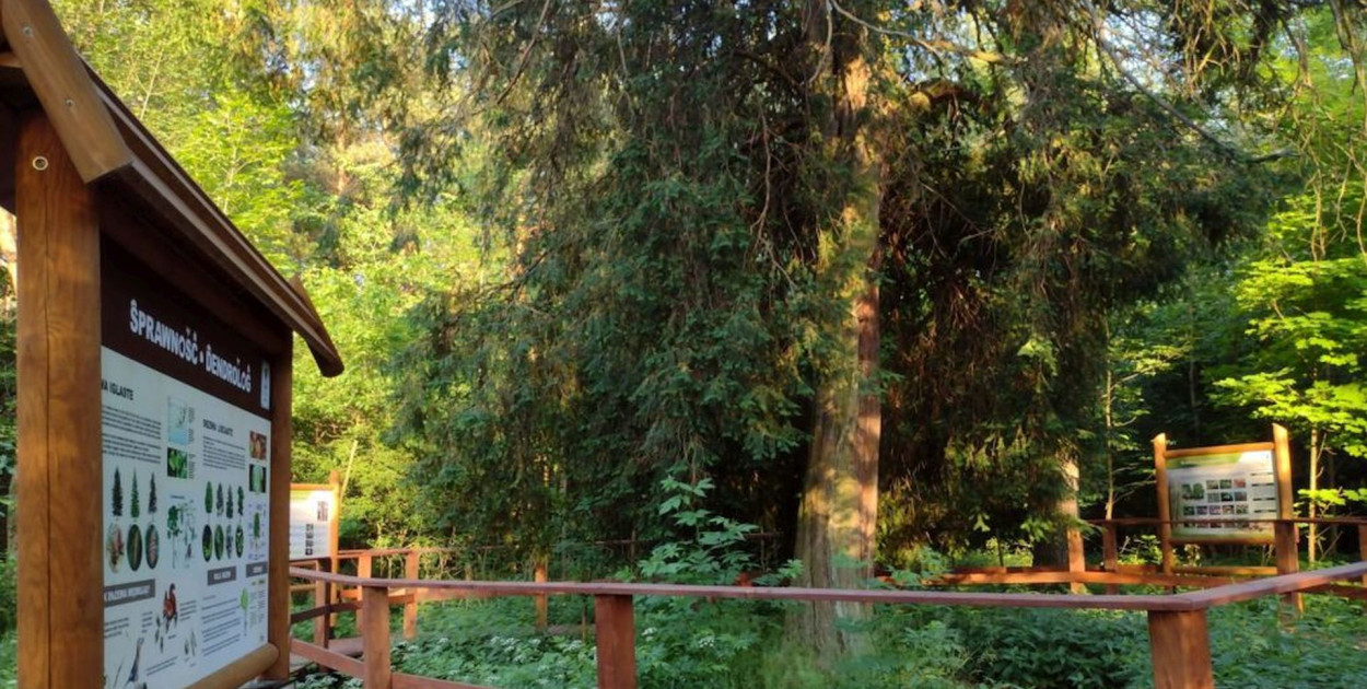 Cis Donnersmarcka z Kalet przegrał. Na przyrodniczą atrakcję zagłosowało zbyt mało osób. Fot. UM Kalety