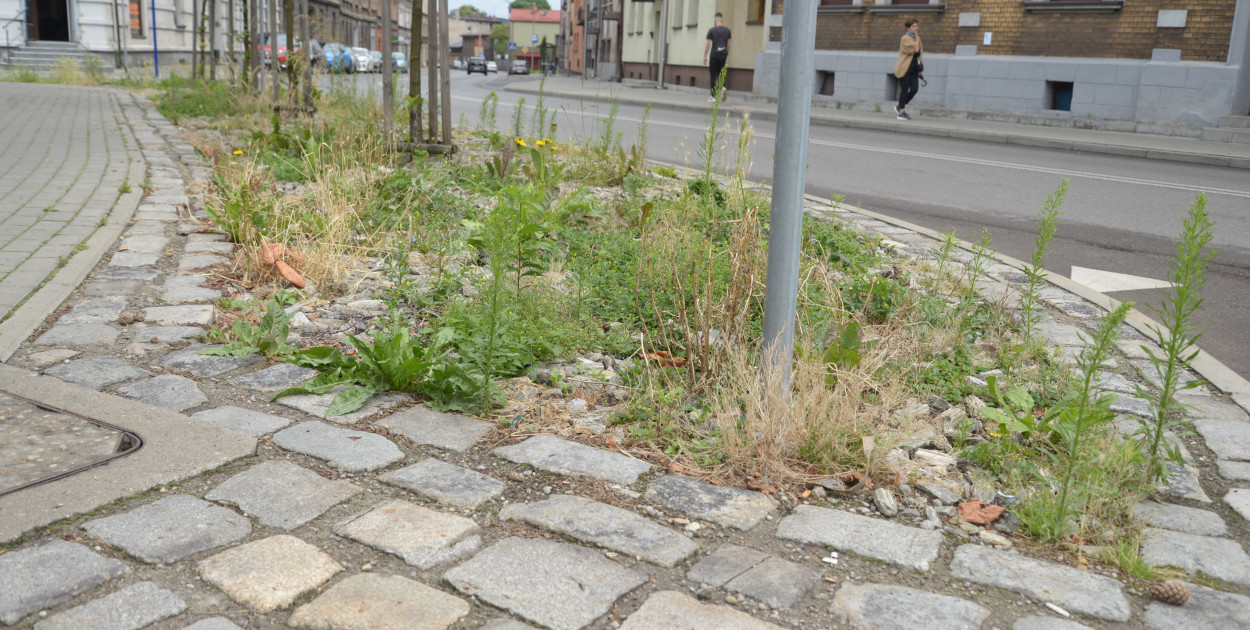 Tarnowskie Góry. Zachwaszczone i zaśmiecone zieleńce przy ul. Powstańców . Fot. Gwarek