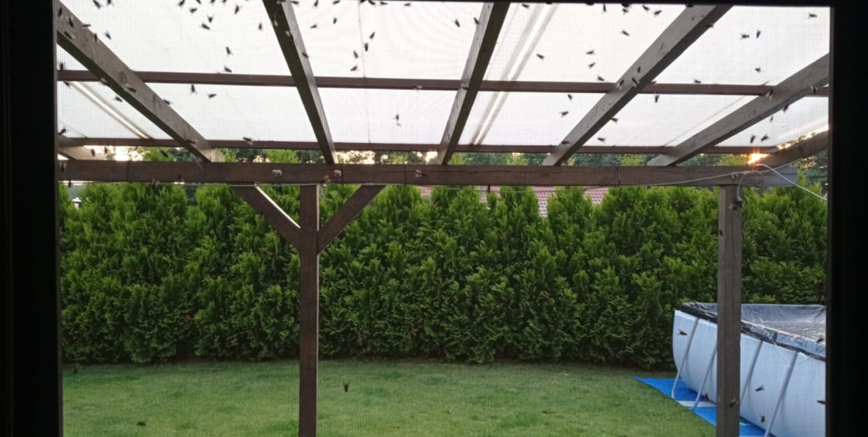 Muchy nie dawały mieszkańcom normalnie żyć. Nie mogli np. otwierać okien. fot. Archiwum mieszkańców