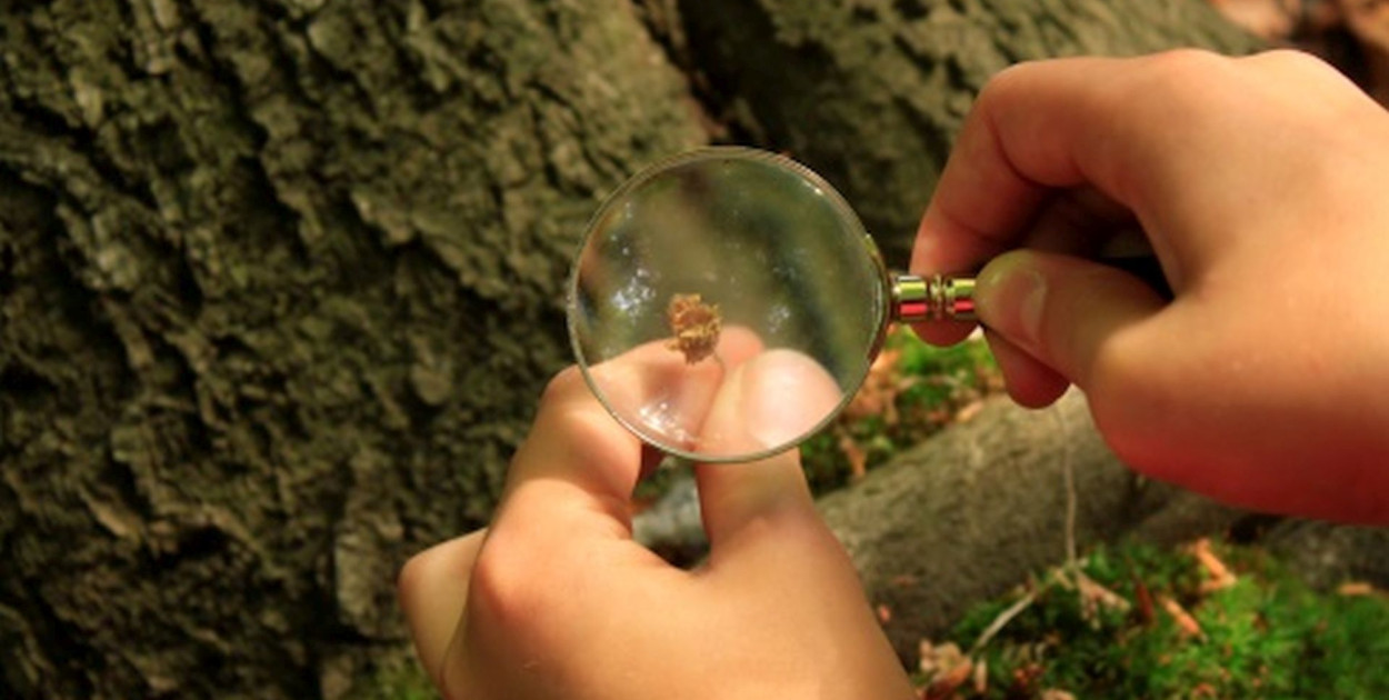 Wojewódzki Fundusz Ochrony Środowiska i Gospodarki Wodnej w Katowicach ogłosił uzupełniający nabór wniosków na dofinansowanie w ramach Programu Regionalnego Wsparcia Edukacji Ekologicznej. Fot. WFOŚiGW w Katowicach