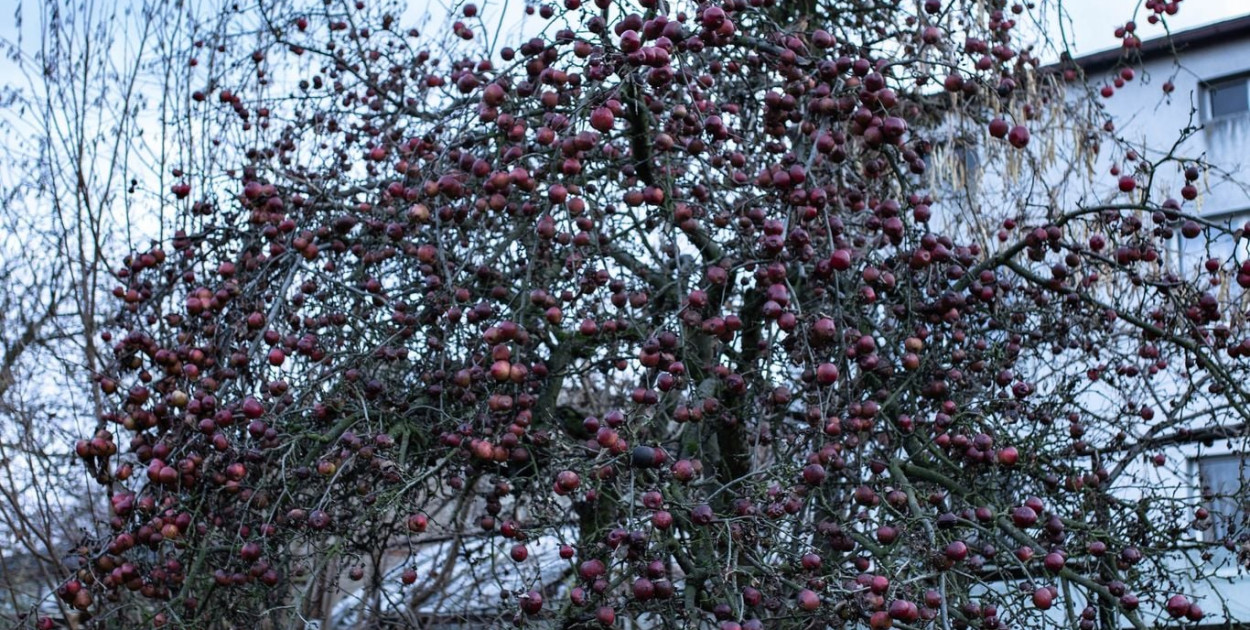 Tarnowskie Góry. Kto chce Piękną z Rept? Kilkadziesiąt sadzonek do oddania 