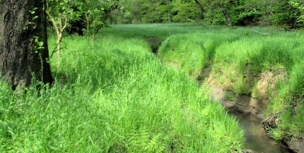 RDOŚ Katowice zaprasza na spacer krajobrazowy w parku Repeckim w Tarnowskich Górach. Fot. RDOŚ Katowice