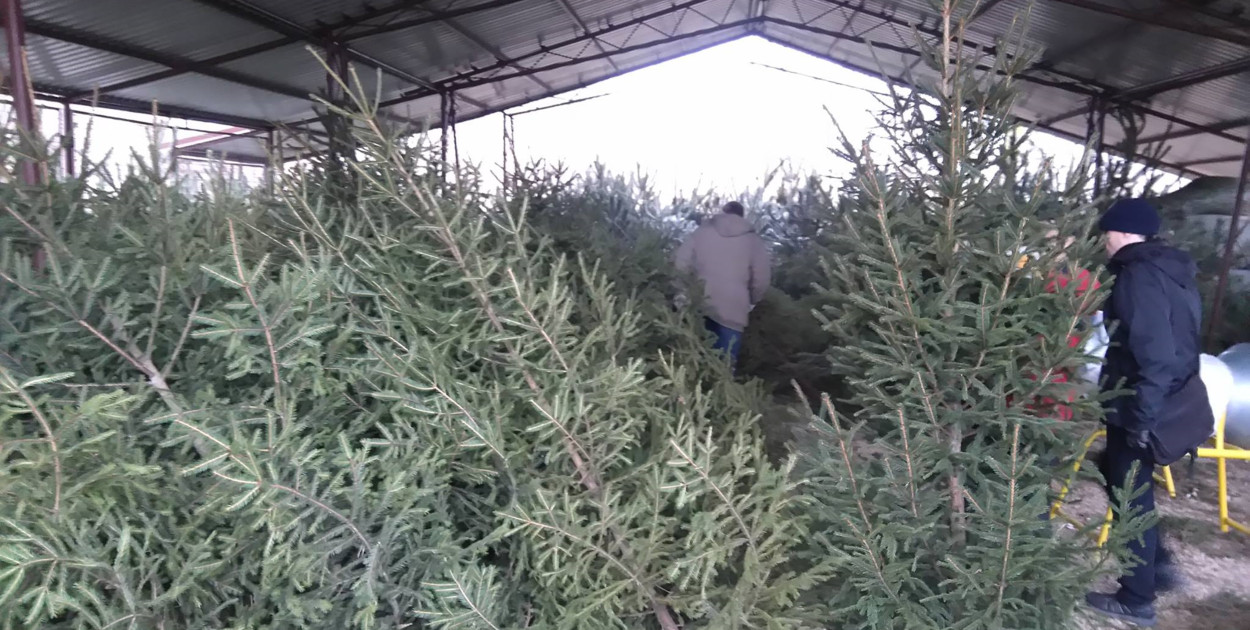 Sprzedaż choinek w nadleśnictwie Świerklaniec. Fot. Archiwum nadleśnictwa 