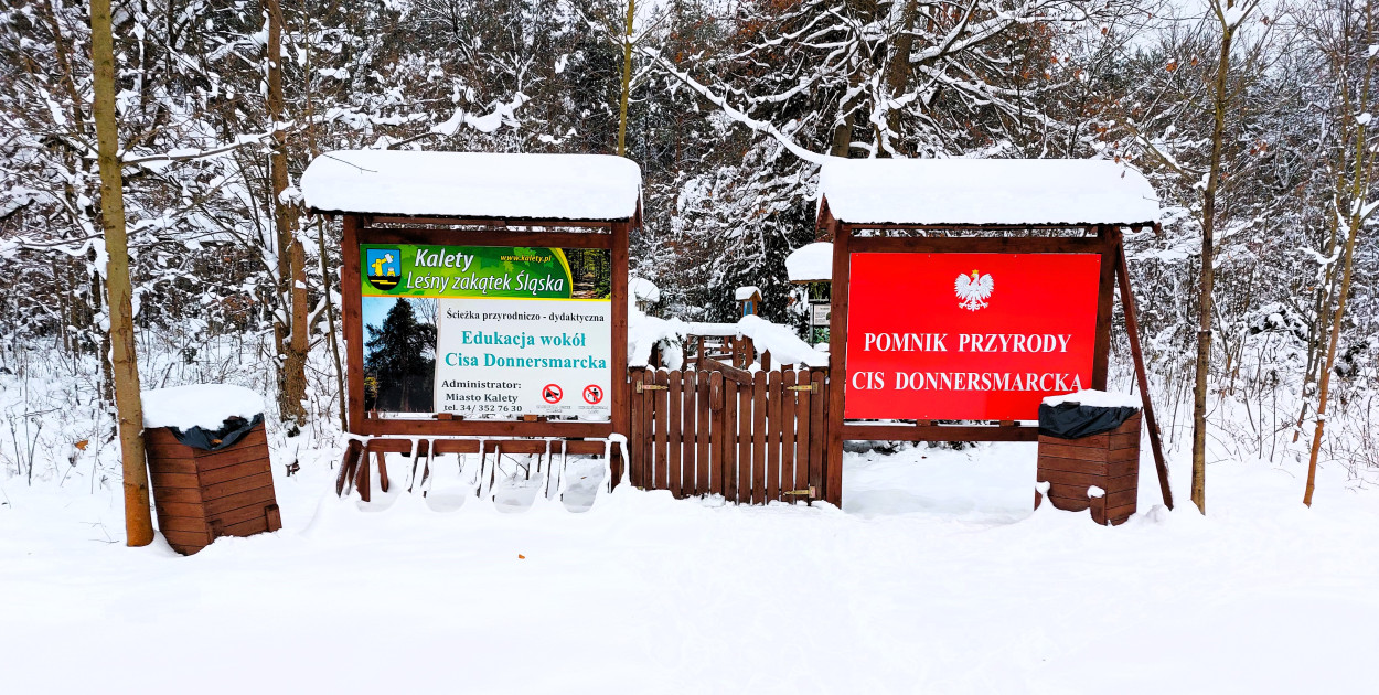 Zaproszenie na leśną wędrówkę do cisa Donnersmarcka. Fot. Jarosław Myśliwski