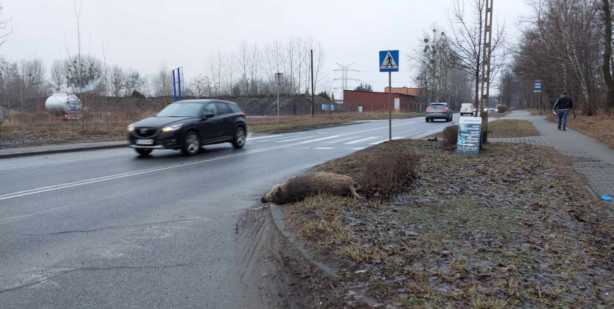 Martwy dzik w Rojcy. Fot. Elżbieta Kulińska 