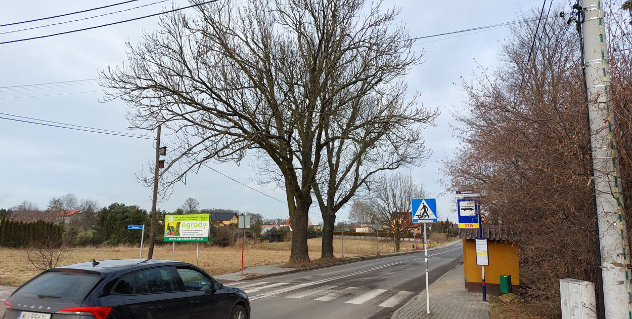 Kiedy wytną te drzewa? Urząd od dawna ma pozwolenie. Fot. Jarosław Myśliwski