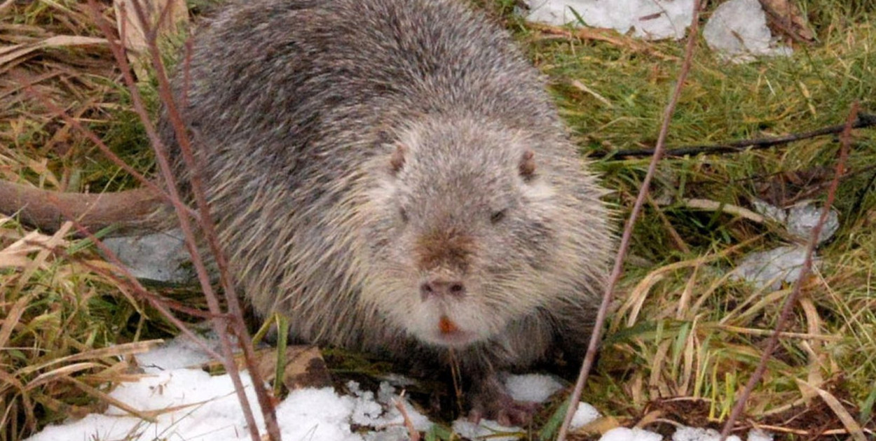 Warsztaty Co w wodzie rośnie, pełza i pływa są adresowane do uczniów klas III – VIII szkół podstawowych. Celem jest zapoznanie dzieci i młodzieży z roślinami i zwierzętami żyjącymi w środowisku wodnym. Na zdjęciu nutria sfotografowana na brzegu stawu w Zielonej . Fot. Jarosław Mysliwski