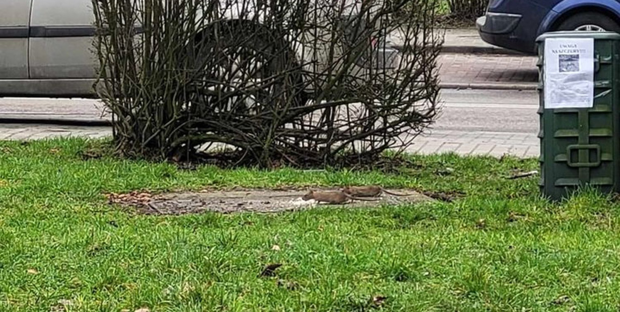 - Niemal za każdym razem, kiedy przechodzę obok skweru, mam taki widok - mówi czytelnik. Fot. Archiwum czytelnika