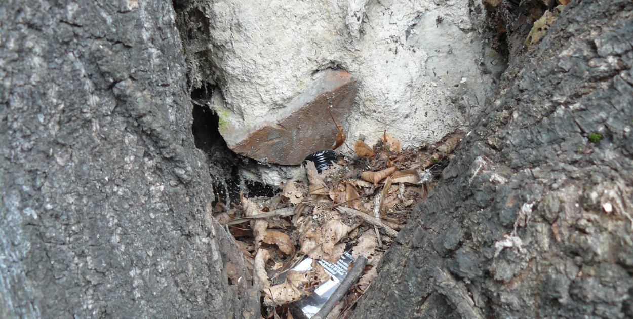 - Drzewa naprawdę są w złym stanie, obumierają. W środku są dziurawe, zalane betonem - mówią przedstawiciele PTTK. Fot. Agnieszka Reczkin