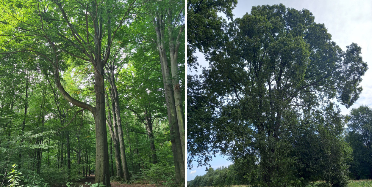 Nowe pomniki przyrody w Tarnowskich Górach. Fot. Archiwum UM w Tarnowskich Górach 