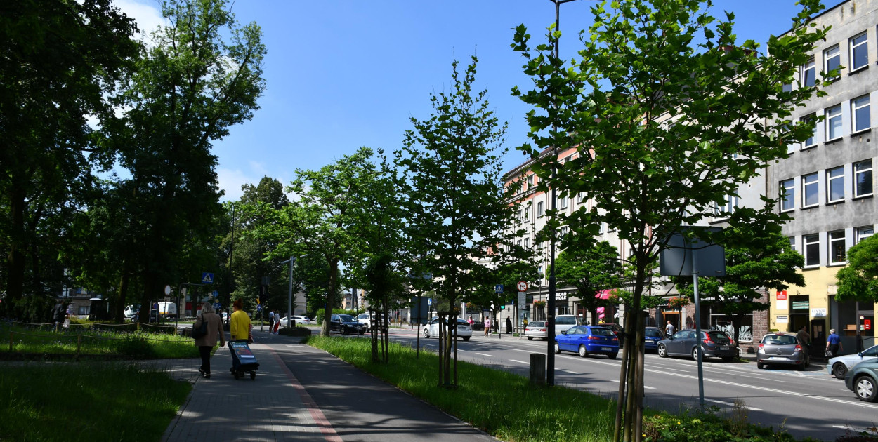 Platany przy ul. Piłsudskiego w Tarnowskich Górach. Fot. Alicja Jurasz